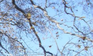 Uçuruma Sarkan Ağaç Dalına Asılı Bir Adam Gördüm